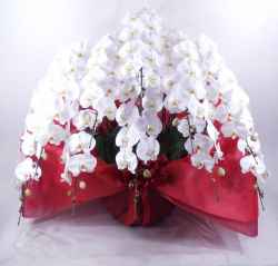 胡蝶蘭10本立ち