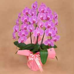 還暦祝いなどにも 胡蝶蘭 ピンク