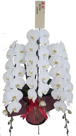 胡蝶蘭　秀雅　45輪