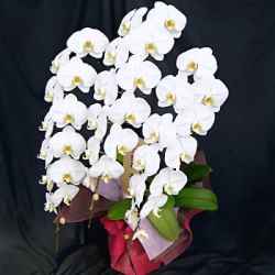 事務所移転祝い用胡蝶蘭