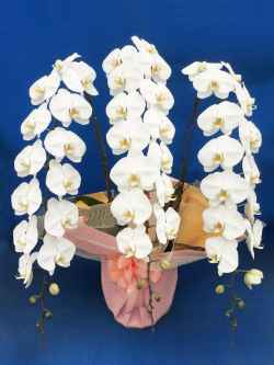 事務所移転祝い用胡蝶蘭