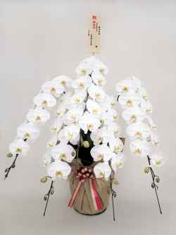 胡蝶蘭デラックス優雅