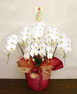 新社屋落成祝い用 胡蝶蘭　7本立ち 　スペシャル桐