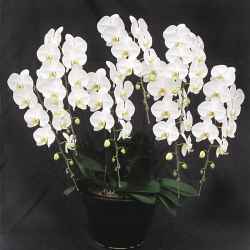 胡蝶蘭　鳳凰　SP（ほうおうスペシャル）【七本立ち】