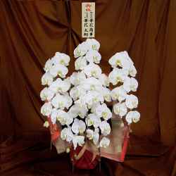 当日配達できる胡蝶蘭