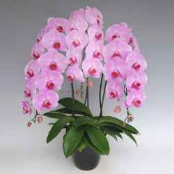 胡蝶蘭 高級ピンク 誕生日のお祝い用 花3本立ち 「桃 梅」 30輪前後