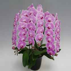 胡蝶蘭 高級ピンク 開店祝い用　花3本立ち 「桃 竹」 36輪前後