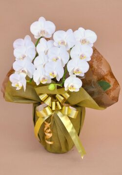 誕生日プレゼント用の花 胡蝶蘭ミディー 白色 花2本立ち