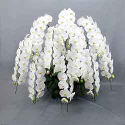 胡蝶蘭 花10本立ち