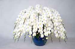 胡蝶蘭 花20本立ち