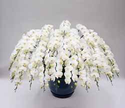 胡蝶蘭 花30本立ち