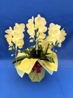 胡蝶蘭 結 黄色ミディー