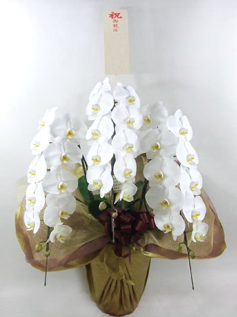 当日配達が出来る胡蝶蘭 開業祝や 就任祝い 移転祝い等の急なお届けに当日配達できます 胡蝶蘭通販サライ