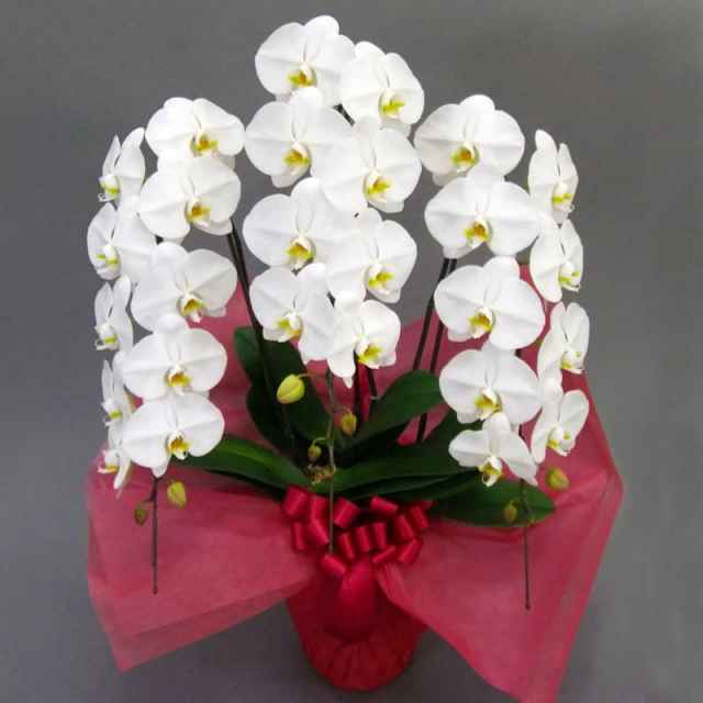 当日配達が出来る胡蝶蘭 開業祝や 就任祝い 移転祝い等の急なお届けに当日配達できます 胡蝶蘭通販サライ