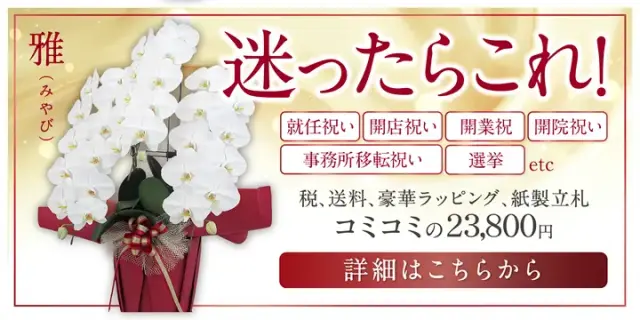 胡蝶蘭選びに迷ったら雅。就任祝い、事務所移転祝い、開店祝い、選挙、開業祝などに、税、送料、豪華ラッピング、立札オールコミコミ価格
