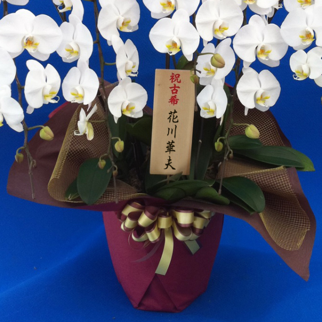 胡蝶蘭 胡蝶蘭寄せ植えエクセレント5本立ち｜商品紹介｜オーキッドハウス