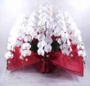 胡蝶蘭10本立ち