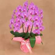 還暦祝いなどにも 胡蝶蘭 ピンク