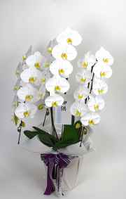 お供え用　胡蝶蘭豪華商品　「雅」