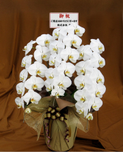 胡蝶蘭 おすすめ商品「雅」