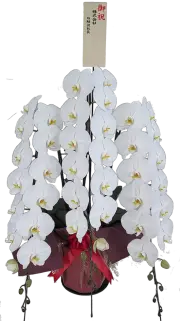 胡蝶蘭　秀雅　45輪