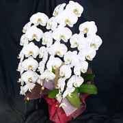 事務所移転祝い用胡蝶蘭