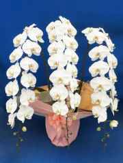 事務所移転祝い用胡蝶蘭