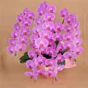 還暦祝い 胡蝶蘭(大恩人 法人向き) ピンク