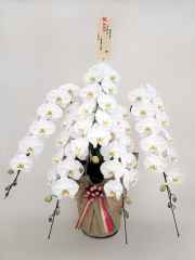 胡蝶蘭デラックス優雅