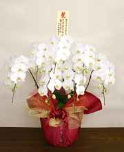 新社屋落成祝い用 胡蝶蘭　7本立ち 　スペシャル桐
