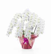 胡蝶蘭　高級商品 7本立ち スペシャル雅 東京埼玉千葉専門スタッフ配送便