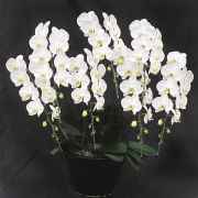 胡蝶蘭　鳳凰　SP（ほうおうスペシャル）【七本立ち】