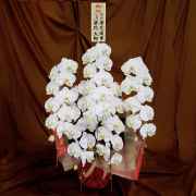 当日配達できる胡蝶蘭