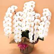 最高級 胡蝶蘭 「DX鳳凰」 大企業様向き 花5本立ち