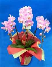母の日のプレゼントに　胡蝶蘭個人様向けミディ　 ピンク　結 竹