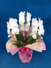 胡蝶蘭 個人様向けミディ　結 竹　開店祝いなどに