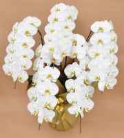 北海道　冬専用胡蝶蘭