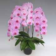 胡蝶蘭 高級ピンク 誕生日のお祝い用 花3本立ち 「桃 梅」 30輪前後