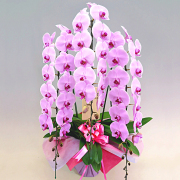 胡蝶蘭ピンク ひときわ豪華なピンク花の花3本立ち商品