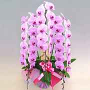 胡蝶蘭ピンク ひときわ豪華なピンク花の花3本立ち商品