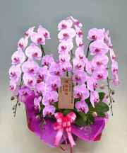 胡蝶蘭ピンク ひときわ豪華なピンク花の花5本立ち商品