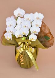 誕生日プレゼント用の花 胡蝶蘭ミディー 白色 花2本立ち