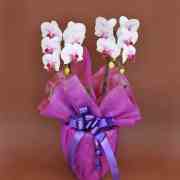 誕生日プレゼント用の花 胡蝶蘭ミディー白色赤リップ 花2本立ち