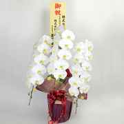 東京近郊都市今日配送用胡蝶蘭3本立ち