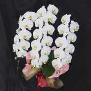 胡蝶蘭 母の日プレゼント用