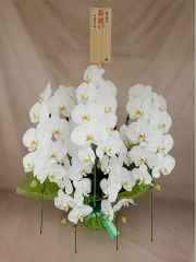 胡蝶蘭　DX桐 　大輪花50輪