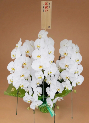 胡蝶蘭　DX桐 　大輪花50輪