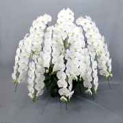 胡蝶蘭 花10本立ち