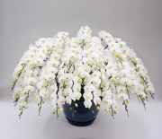 胡蝶蘭 花30本立ち