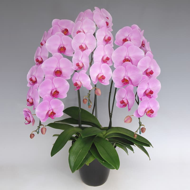 胡蝶蘭 高級ピンク 誕生日のお祝い用 花3本立ち 「桃 梅」 30輪前後